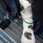 cane di curva
